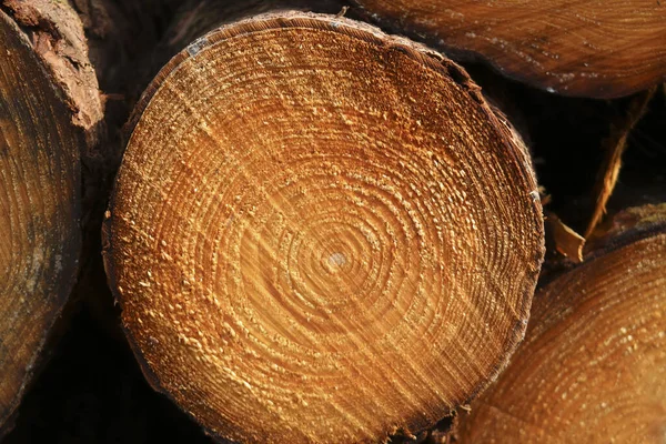 木の幹の断面 木の表面の質感 — ストック写真