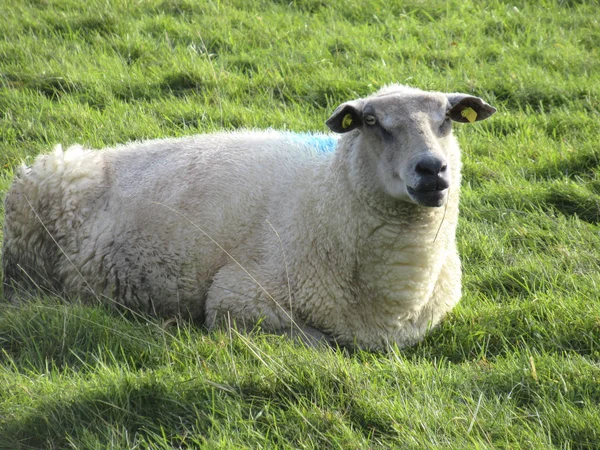 Jeune Mouton Dans Pré Agricole — Photo