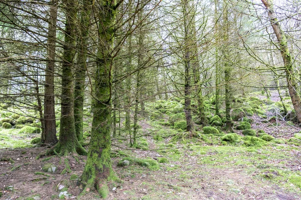 Les Jaře Irsku Cestovní Ruch Irsku — Stock fotografie