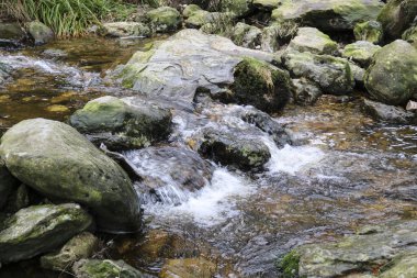 Ormanda akarsu. Kayaların üzerinden akan su. İrlanda 'nın Doğası.
