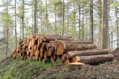 Ormanda odun yığını.