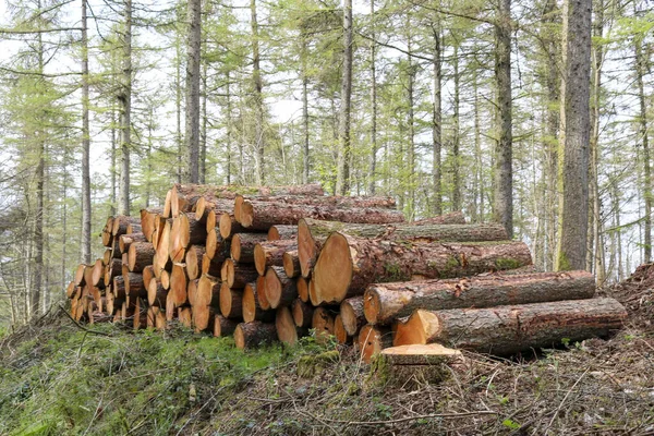 Pile Logs Forest — Stock Photo, Image