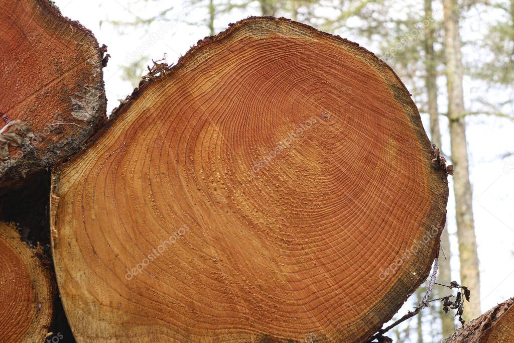 Cross section of trunk of tree. The surface texture of tree