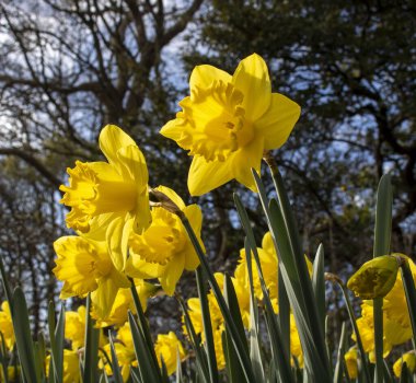 Baharın başında parkta çiçek açan nergisler.. 