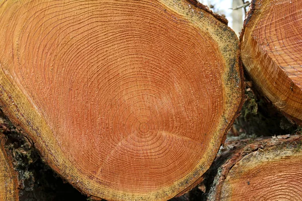 Cross section of trunk of tree. The surface texture of tree
