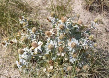 Kumlu sahilde Eryngium Maritimum