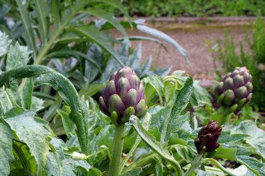 Yeşil arkaplanda enginar