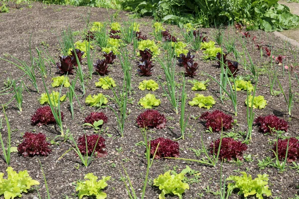 Plantas Jóvenes Jardín Cebollas Verdes Lechuga — Foto de Stock