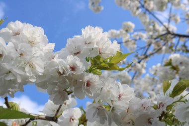 İlkbaharda mavi gökyüzüne karşı elma açar..