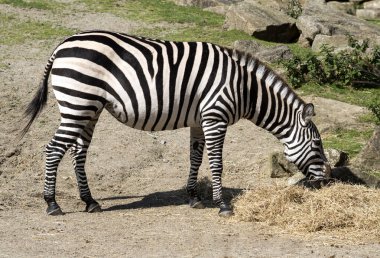 Hayvanat bahçesinde bir zebra