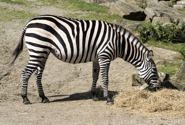 One Zebra Zoo — Stock Photo, Image
