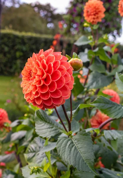 Fleurs Dahlia Rouge Vif Fleurs Dans Jardin — Photo