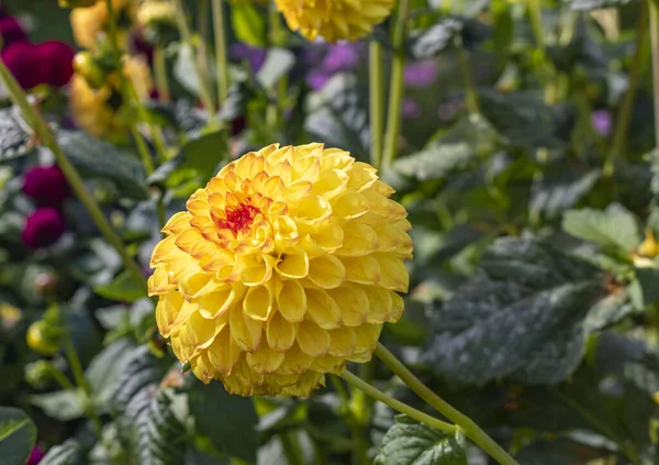 Fleurs Jaunes Dahlia Fleurs Dans Jardin — Photo