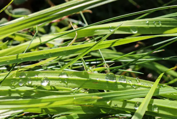 Frisches Grünes Gras Mit Tautropfen Nahaufnahme Hintergrund Natur — Stockfoto