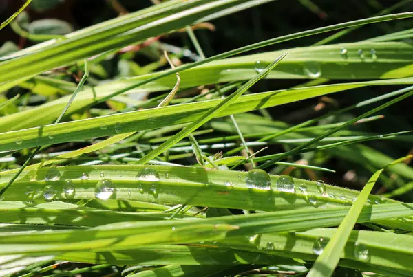 Herbe Verte Fraîche Avec Gouttes Rosée Gros Plan Contexte Naturel — Photo