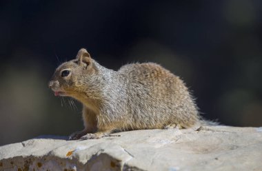 Kaya sincabı (Otospermophilus variegatus), Büyük Kanyon Köyü, Arizona, Usa