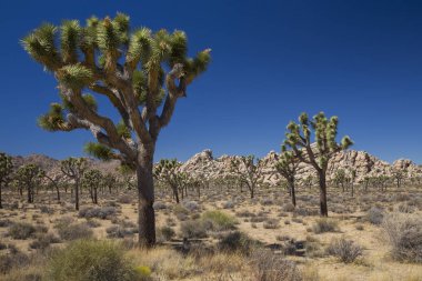 Joshua Trees (Yucca brevifolia) yanı sıra Park Bulvarı, Joshua Tree Ulusal Parkı, Kaliforniya, Usa