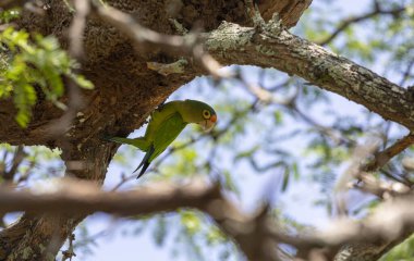 Matapalo Beach, Guanacaste, Kosta Rika yakınlarında turuncu yüzlü muhabbet kuşu (Eupsittula canicularis)