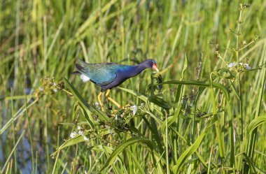 Mor gallinule (Porphyrio martinicus), Guanacaste, Kosta Rika