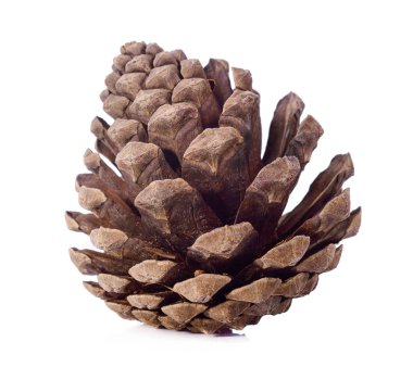 Beyaz arkaplanda çam kozalakları izole 