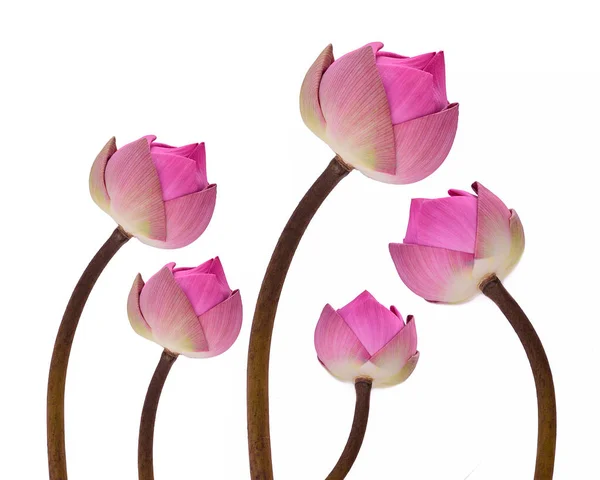 Lotus Flower Isolated White Background — Stock Photo, Image