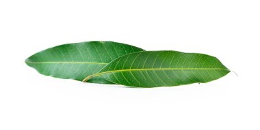 Beyaz arkaplanda yalıtılmış mango yaprağı