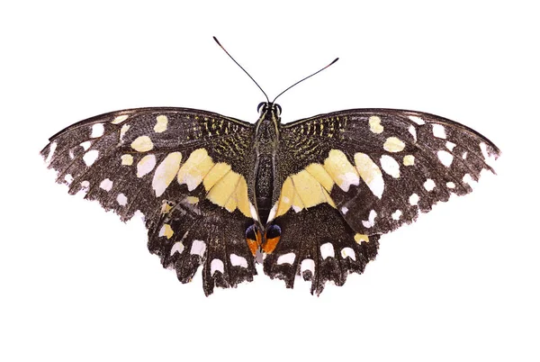 Mariposa Aislada Sobre Fondo Blanco — Foto de Stock