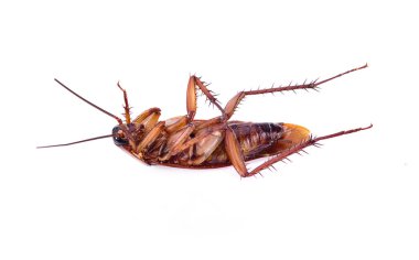 Beyaz bir arka plan üzerinde izole hamamböceği