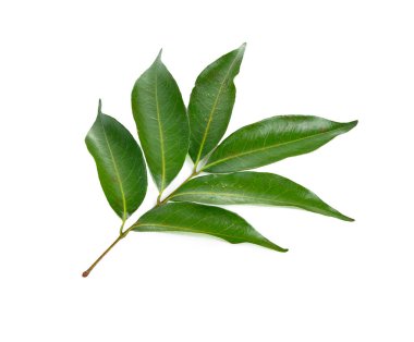 Beyaz arkaplanda yeşil liçi yaprakları izole