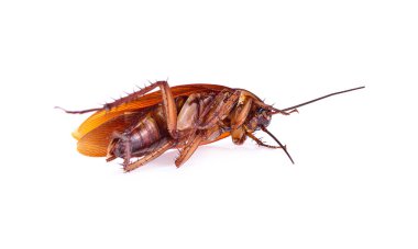 Beyaz bir arka plan üzerinde izole hamamböceği