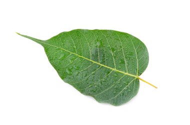 Beyaz arkaplanda Bo yaprağı izole edildi