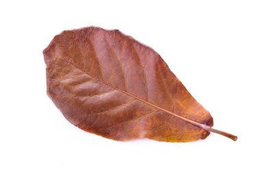 Beyaz arkaplanda kuru yapraklar