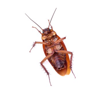 Beyaz bir arka plan üzerinde izole hamamböceği