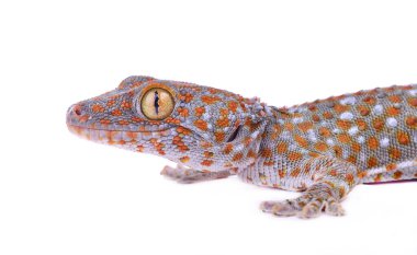  beyaz arkaplanda gecko.