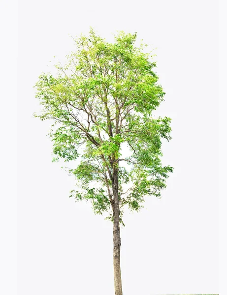 Alberi Verdi Isolati Sfondo Bianco — Foto Stock