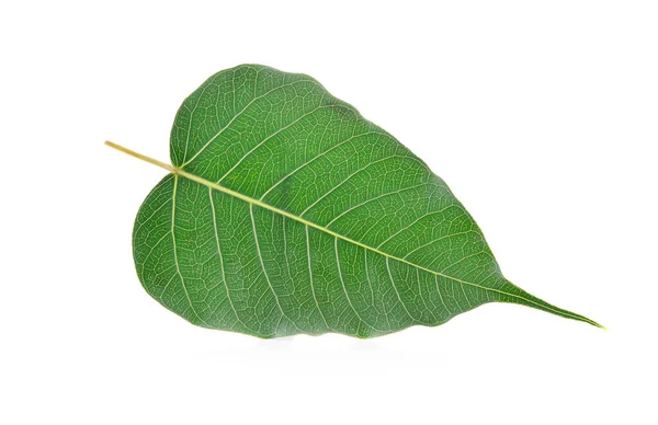 Leaf Isolated White Background — Stock Photo, Image