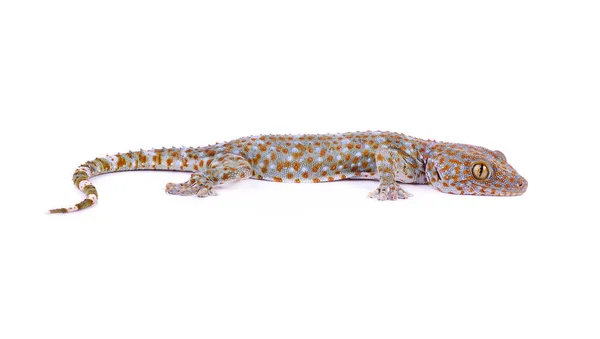 Gecko Isolado Fundo Branco — Fotografia de Stock