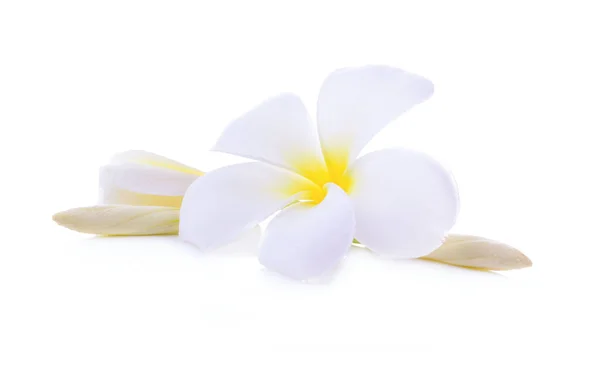 Fleur Blanche Plumeria Rubra Isolée Sur Fond Blanc — Photo