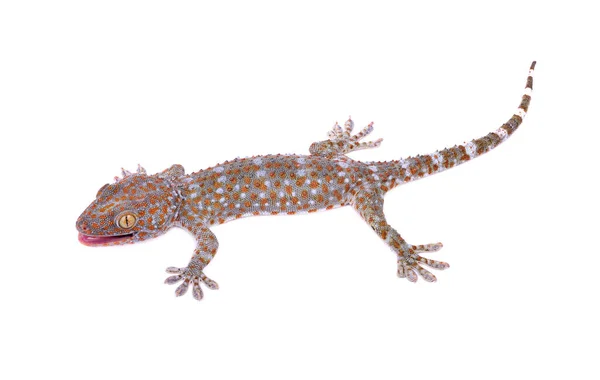 Gecko Isolado Fundo Branco — Fotografia de Stock