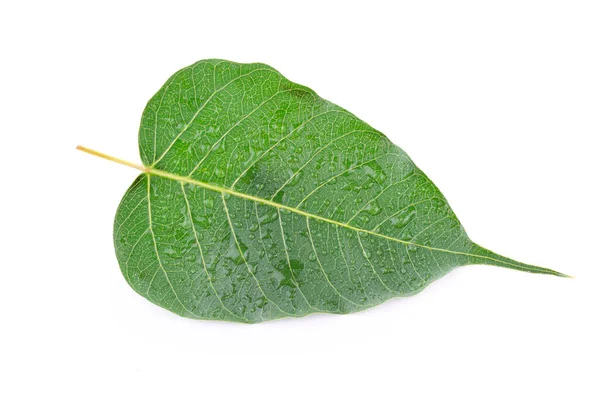 Leaf Isolated White Background — Stock Photo, Image