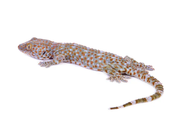 Gecko Λευκό Φόντο — Φωτογραφία Αρχείου