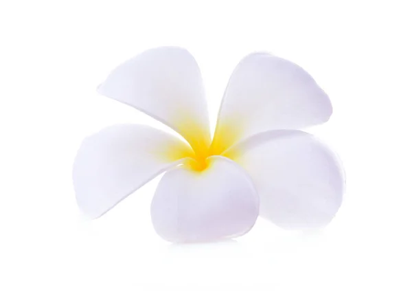 Fleur Blanche Plumeria Rubra Isolée Sur Fond Blanc — Photo