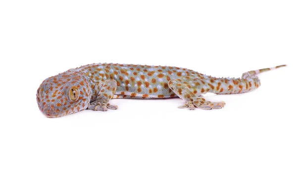 Gecko Λευκό Φόντο — Φωτογραφία Αρχείου