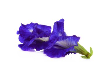 Beyaz arkaplanda Asya güvercinkanatları