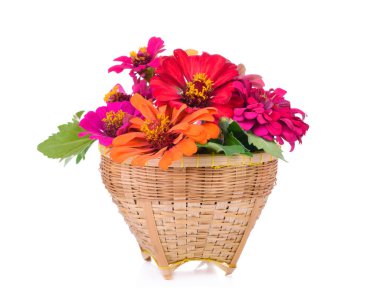 Beyaz arkaplanda izole edilmiş kozmos renkleri