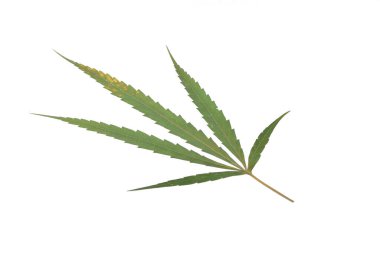 Beyaz üzerinde marihuana yaprağı