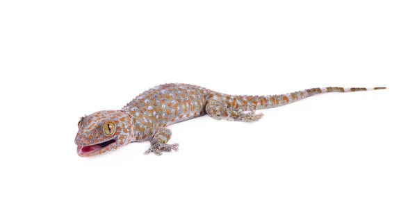 Σπίτι Gecko Απομονώνονται Λευκό Φόντο — Φωτογραφία Αρχείου