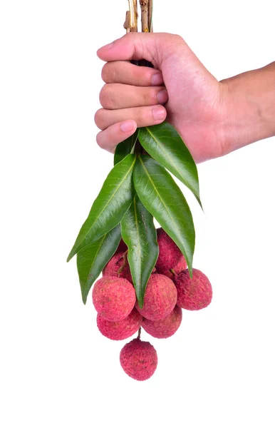 Taze lychees kırmızı beyaz izole