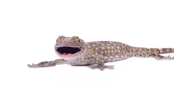 Gecko Aislado Sobre Fondo Blanco — Foto de Stock