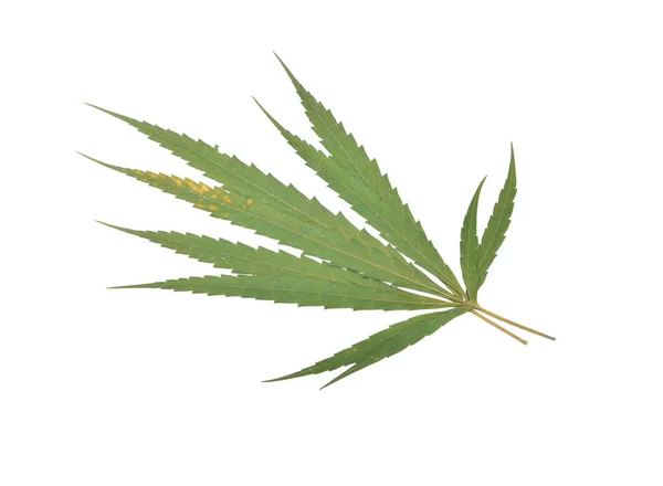 Φύλλα Μαριχουάνας Απομονωμένα Λευκό — Φωτογραφία Αρχείου